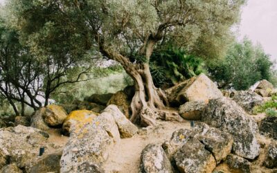 Nourish Your Heart the Natural Way